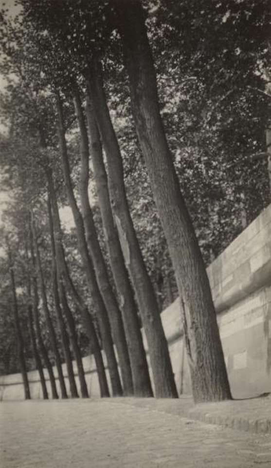Ohne Titel (Bäume) by Dora Maar