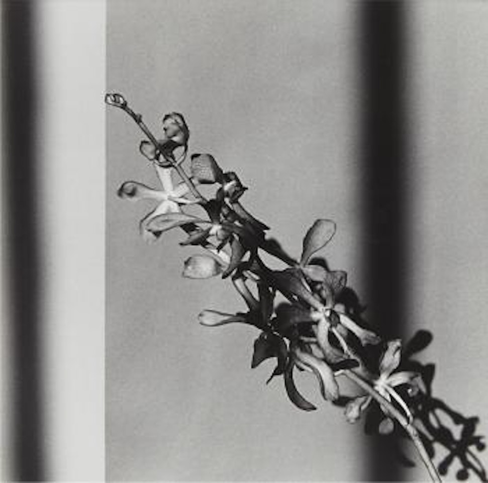 Orchids, 1980 by Robert Mapplethorpe