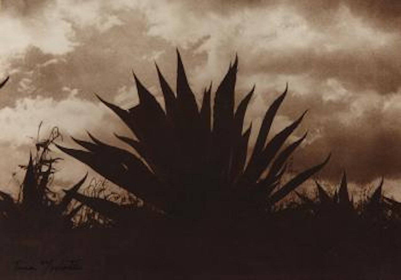 Maguey, 1926 by Tina Modotti