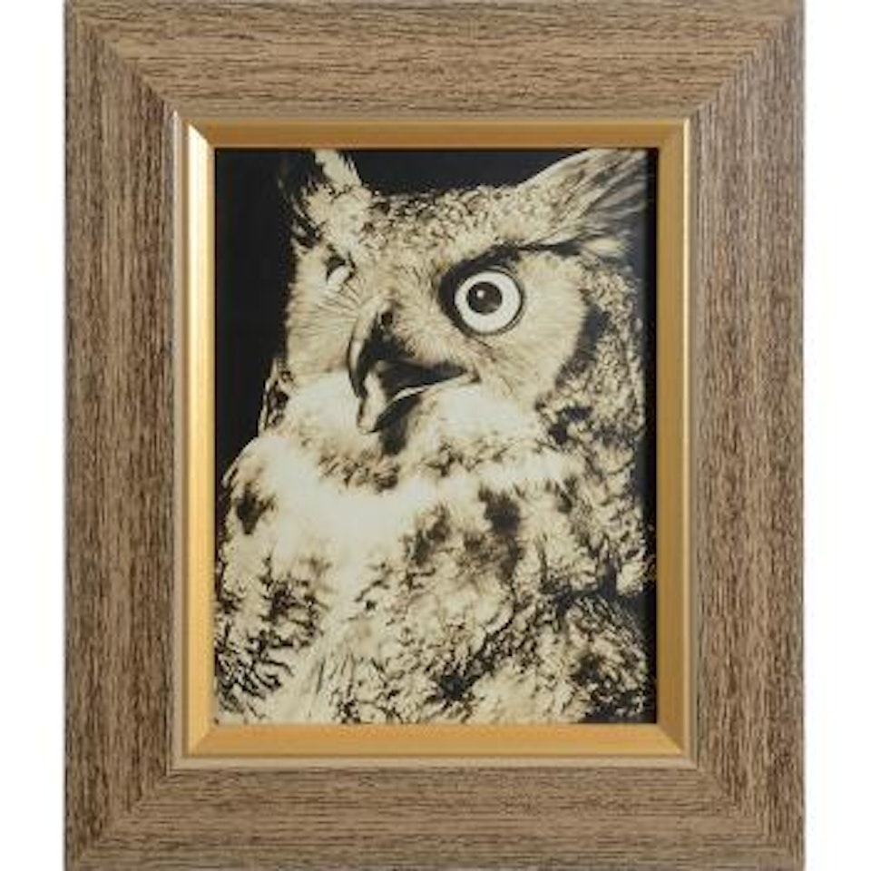 Wildlife: Eagle. Owl. Hawk by Margaret Bourke-White