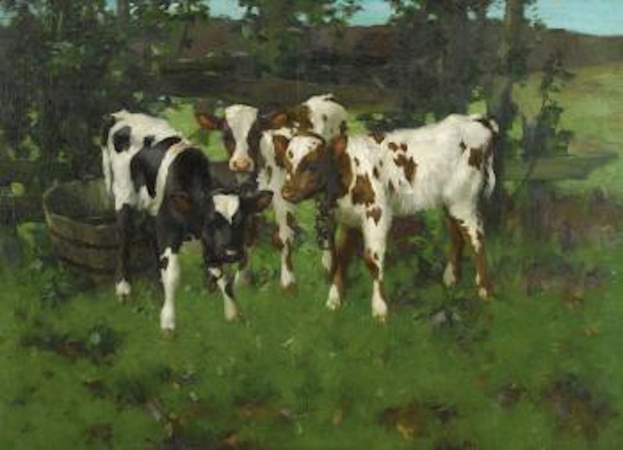 Three calves by David Gauld