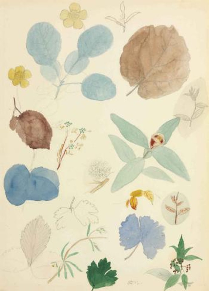 Etudes De Fleurs Et Feuilles by Odilon Redon