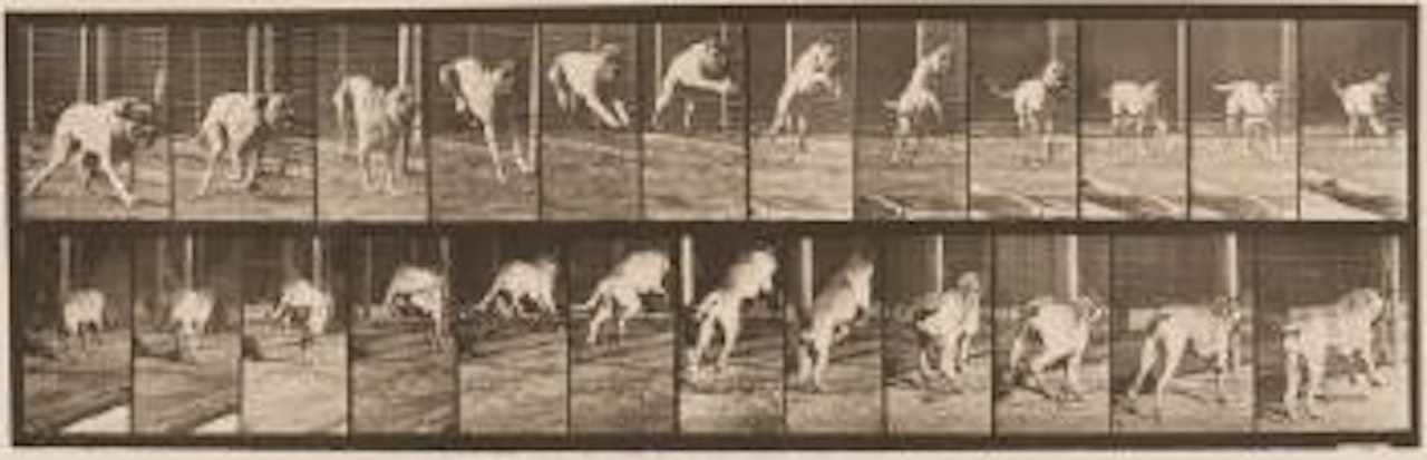 Dread, Jumping Hurdle by Eadweard Muybridge