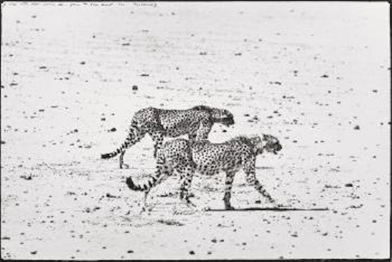 Hunting Cheetahs on the Tarn Desert by Peter Beard