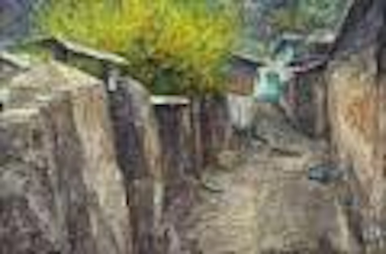 Goldenbell tree in Sabuk by Oh ChiGyun