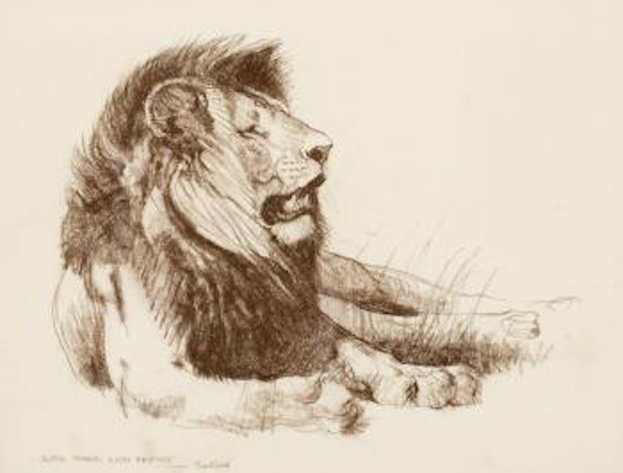 Black maned lion resting by Bob Kuhn