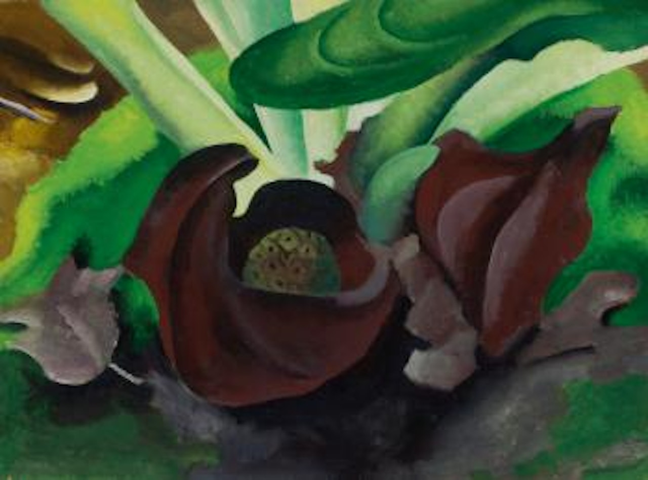 Untitled (Skunk Cabbage) by Georgia O'Keeffe