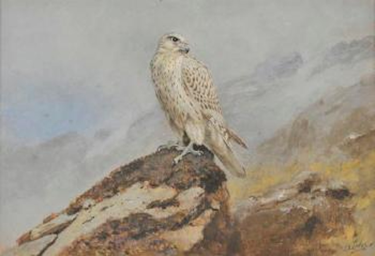 First year Greenland Falcon by George Edward Lodge
