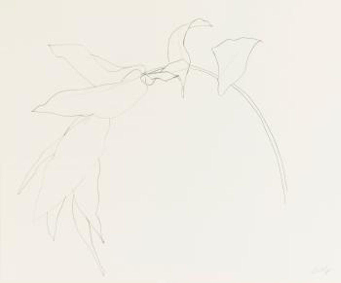 Philodendron by Ellsworth Kelly