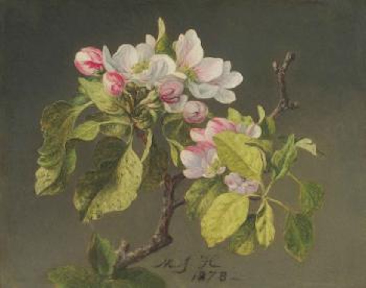 A Branch of Apple blossoms and Buds by Martin Johnson Heade