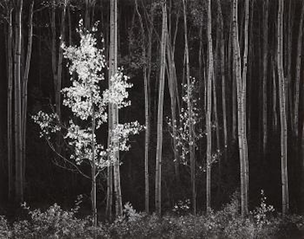 Aspens, Northern New Mexico by Ansel Adams
