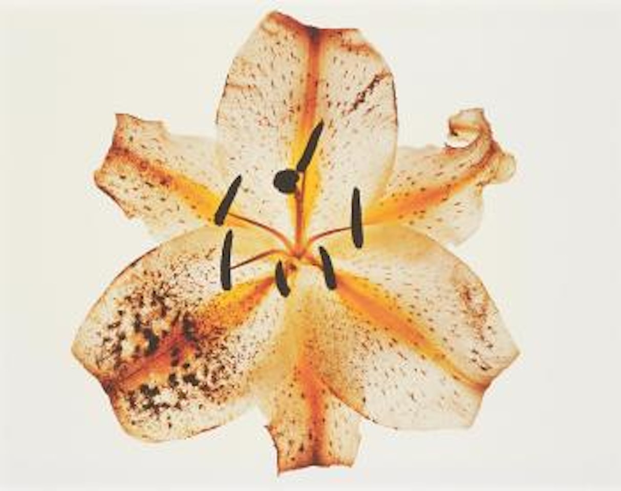 Lily: Melridge, New York by Irving Penn