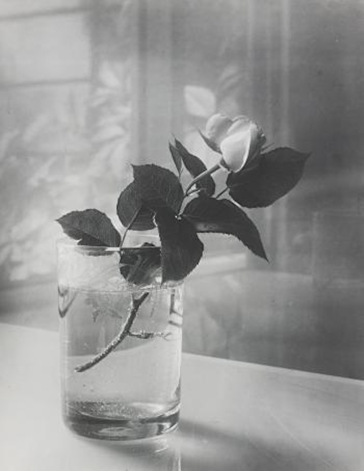 White rose in a glass by Josef Sudek