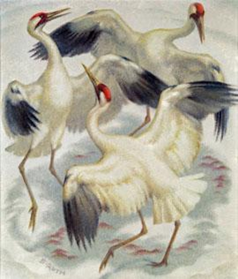 Tanz der Kraniche by Norbertine Bresslern-Roth