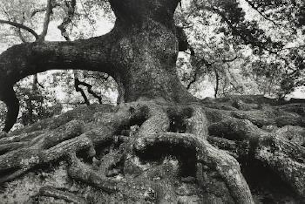 Kyoto, Japan by André Kertész