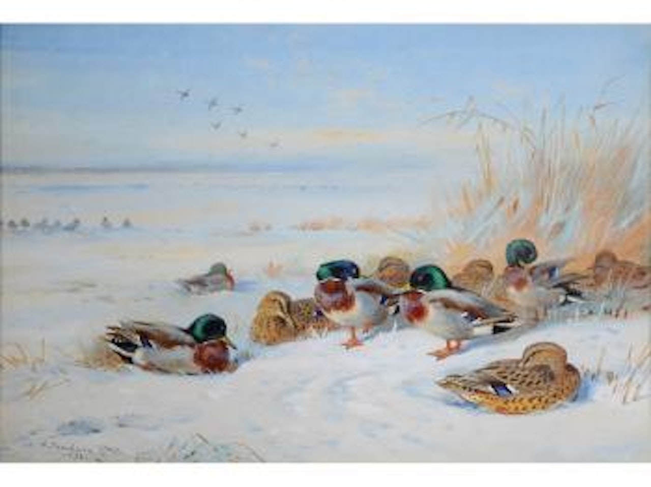 Mallard by Archibald Thorburn