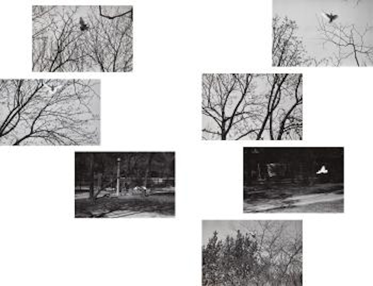 Selected Images by Harry Callahan
