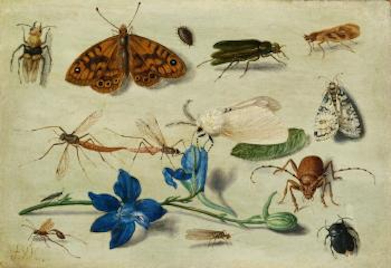 Still Life of Moths, Insects and A Parma Violet by Jan Van Kessel The Elder