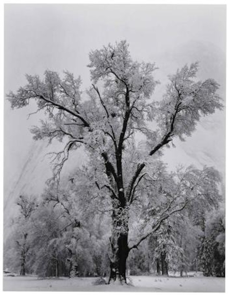 Oak Tree, Snow Storm, 1948 by Ansel Adams