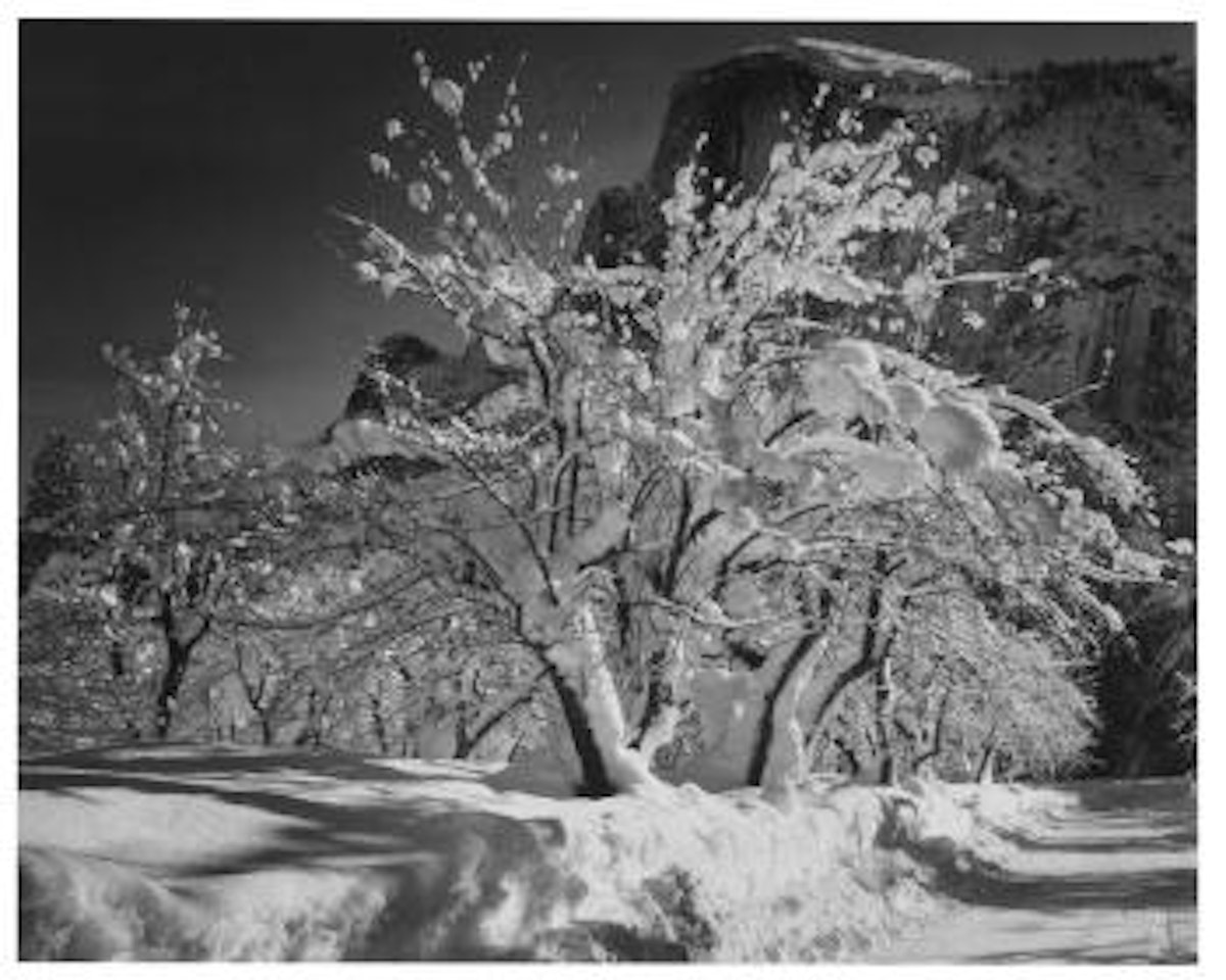 Half Dome, Apple Orchard, Winter Yosemite National Park, CA, 1935 by Ansel Adams