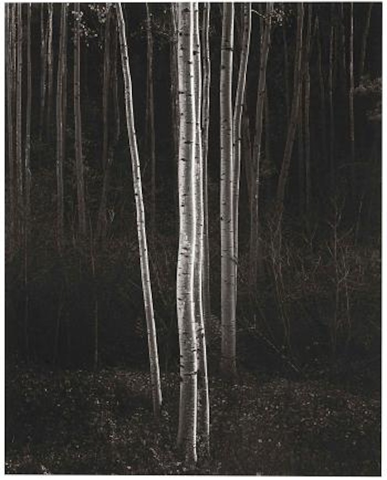 Aspens, Northern New Mexico, 1958 by Ansel Adams