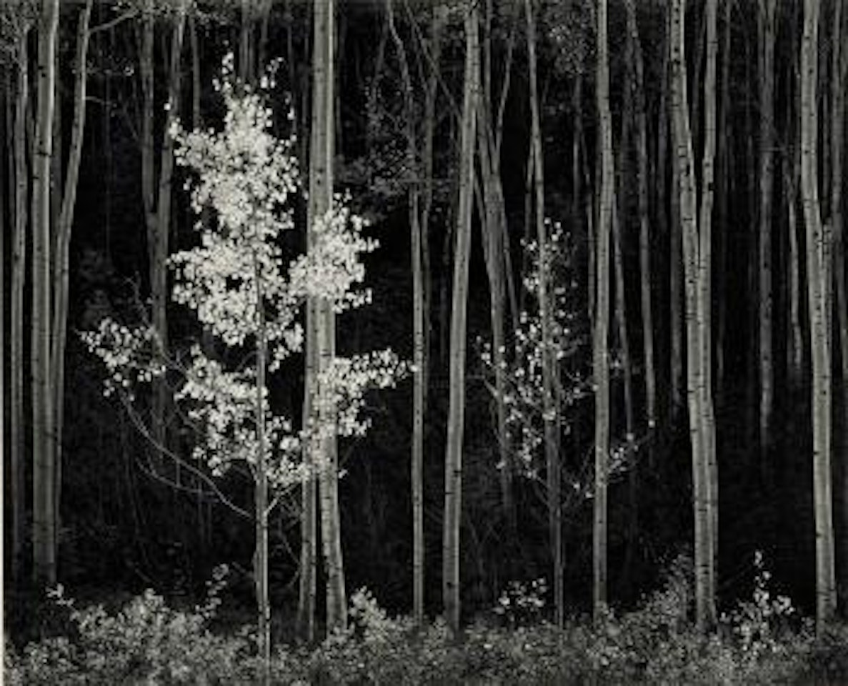 Aspens, Northern New Mexico, 1958 by Ansel Adams