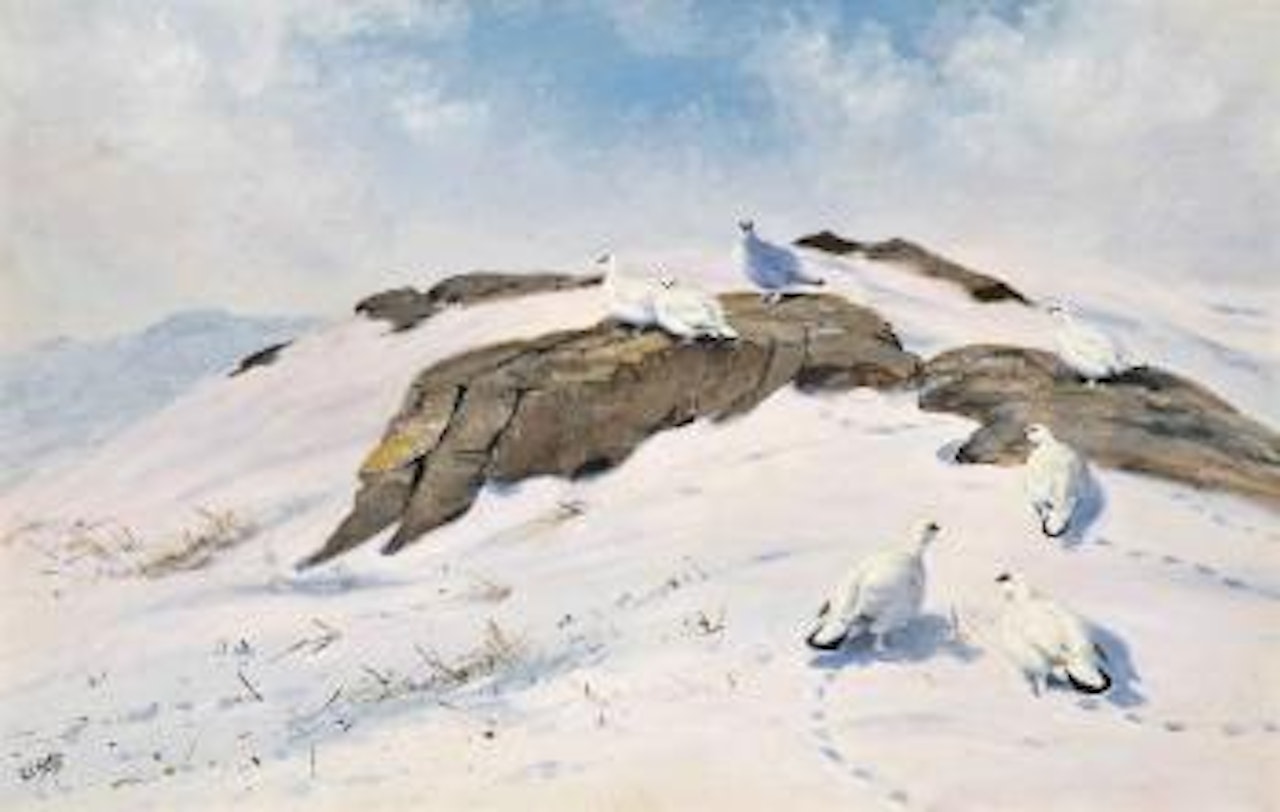 Ptarmigan in The Snow by George Edward Lodge