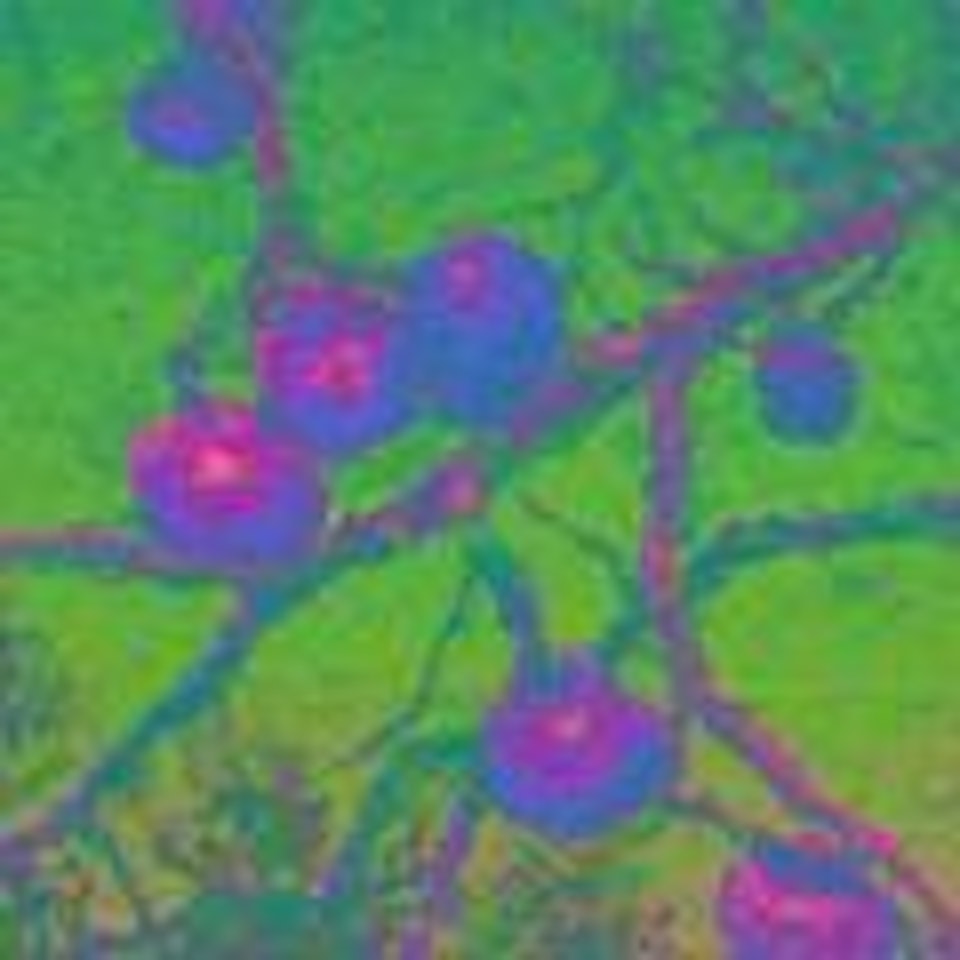 Persimmon by Oh ChiGyun