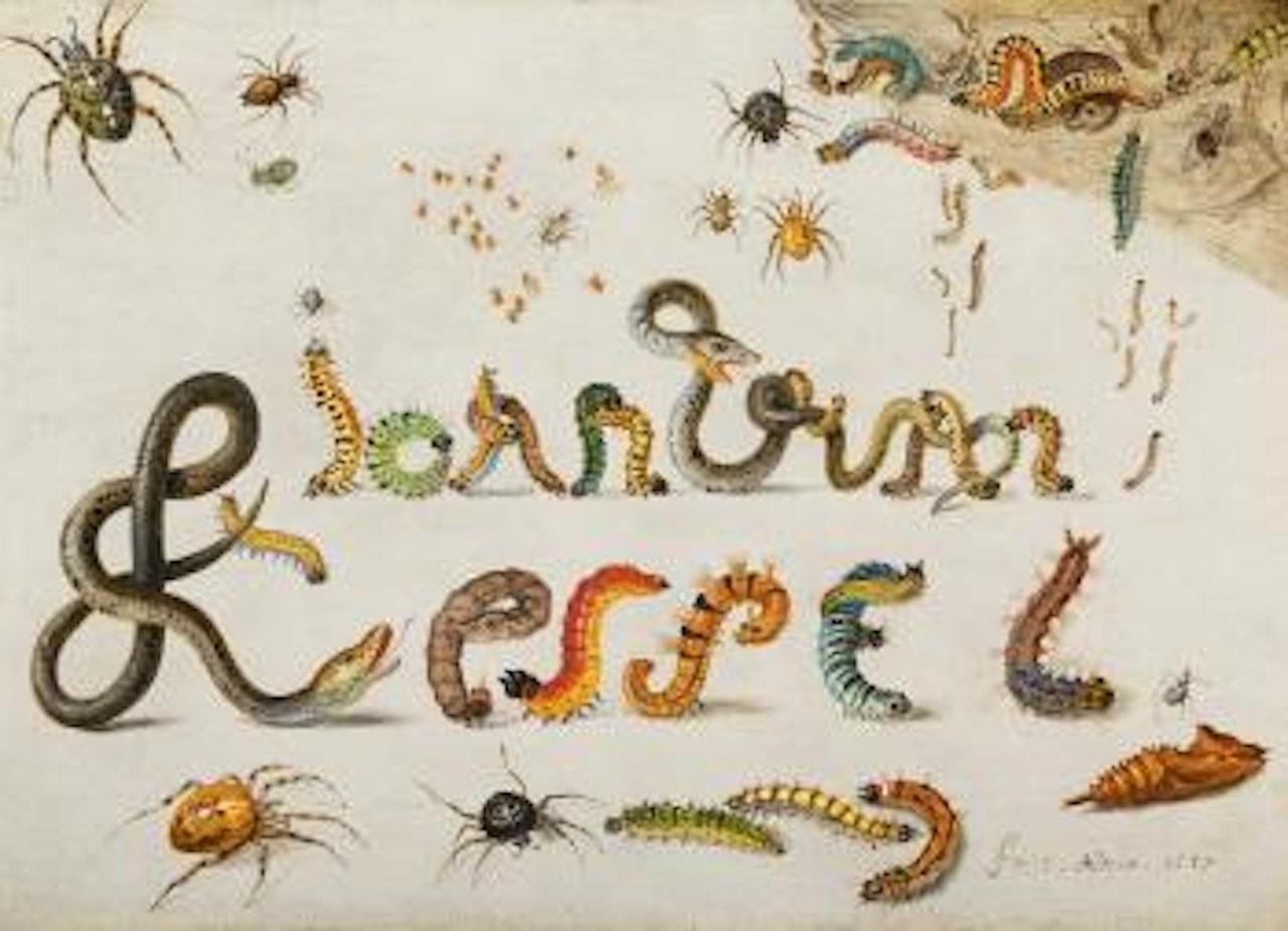 Garden And House Spiders With Grass Snakes And Caterpillars Contorted And Entwined To Spell The Artist's Name; A Sprig Of Redcurrants With An Elephant Hawk Moth, A Ladybird, A Millipede And Other Insects by Jan Van Kessel The Elder