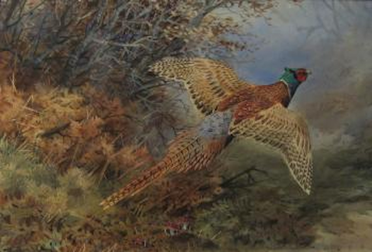 Cock Pheasant in Flight by George Edward Lodge