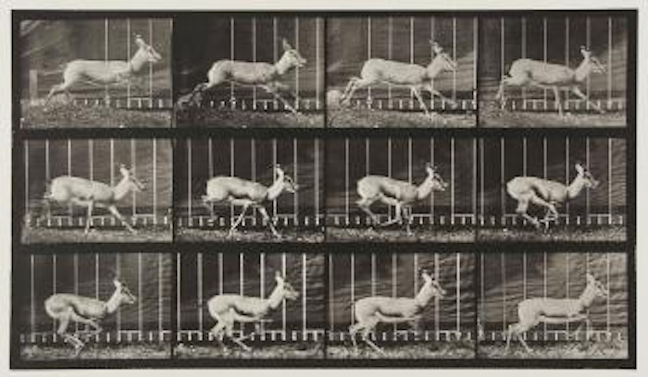 Antelope trotting by Eadweard Muybridge