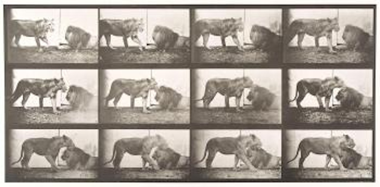 Lioness walking; lion lying down by Eadweard Muybridge