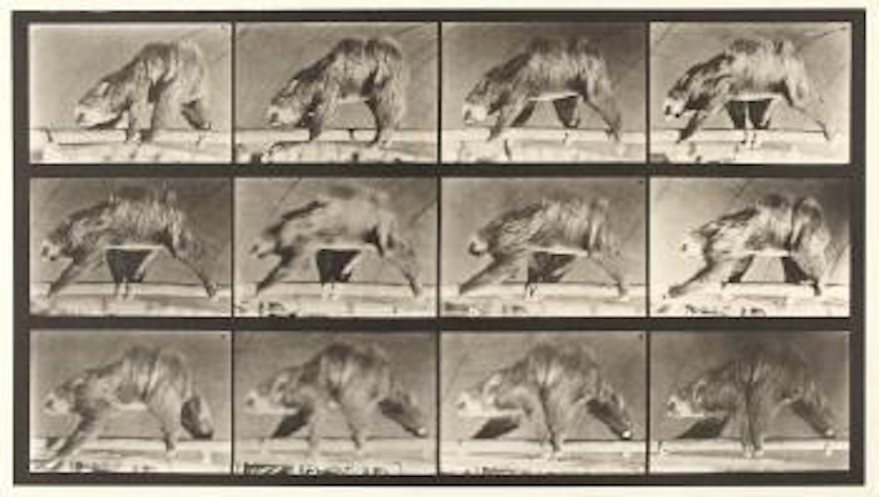 Sloth walking suspended on a horizontal pole by Eadweard Muybridge
