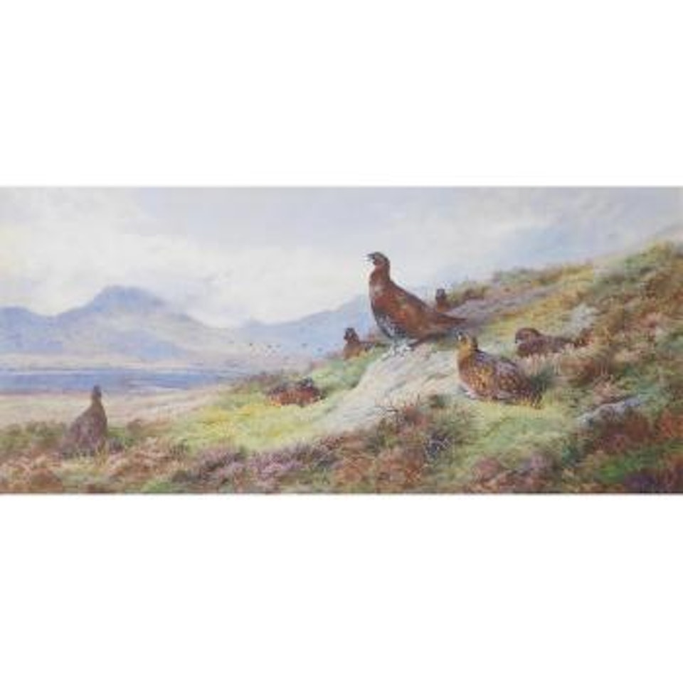 Among the blooming heather by Archibald Thorburn