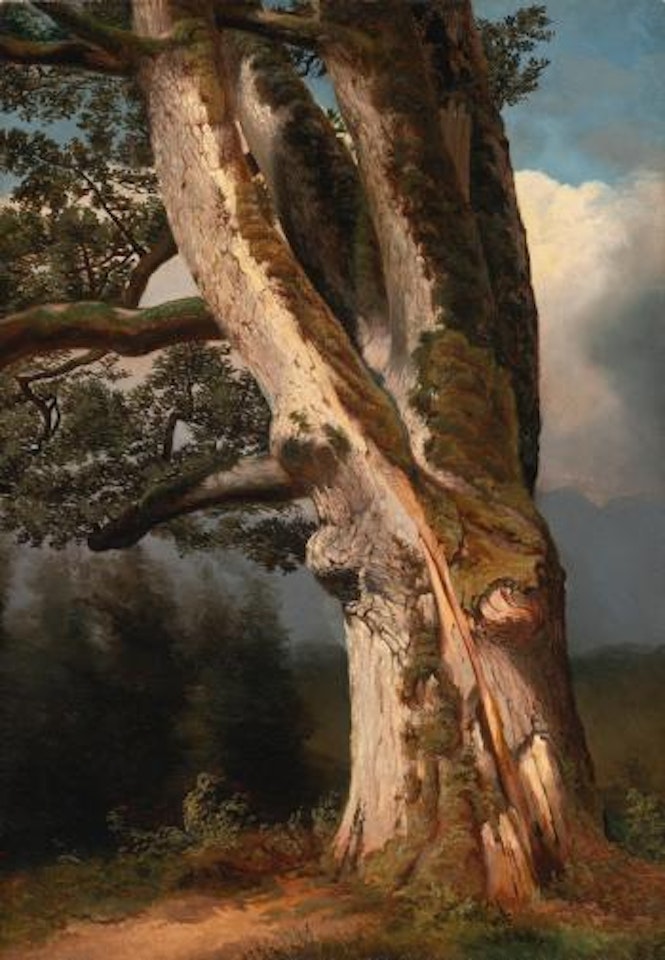 An Oaktree Trunk by Alexandre Calame