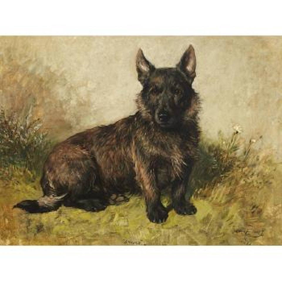 Spider, Portrait of a Scottish Terrier by John Emms