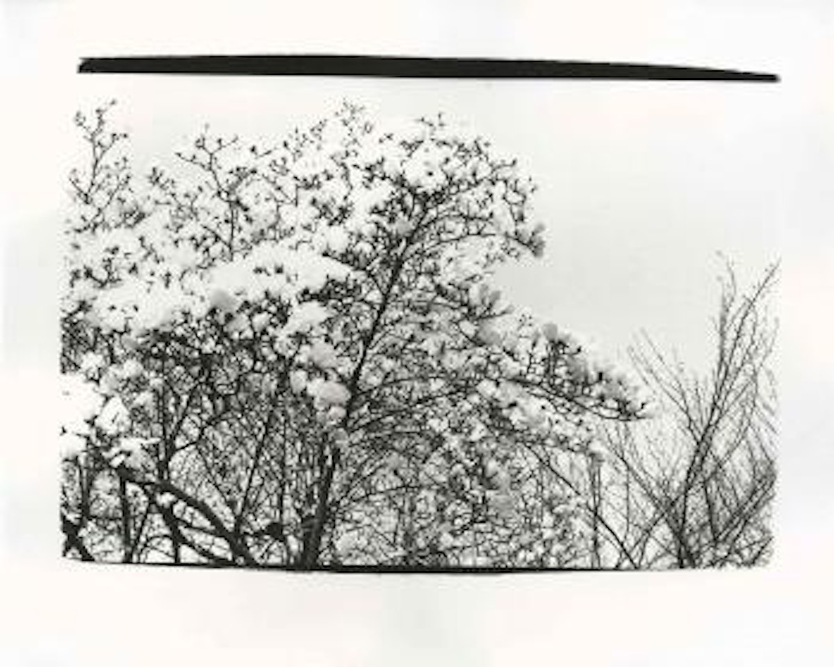 Cherry blossoms by Andy Warhol