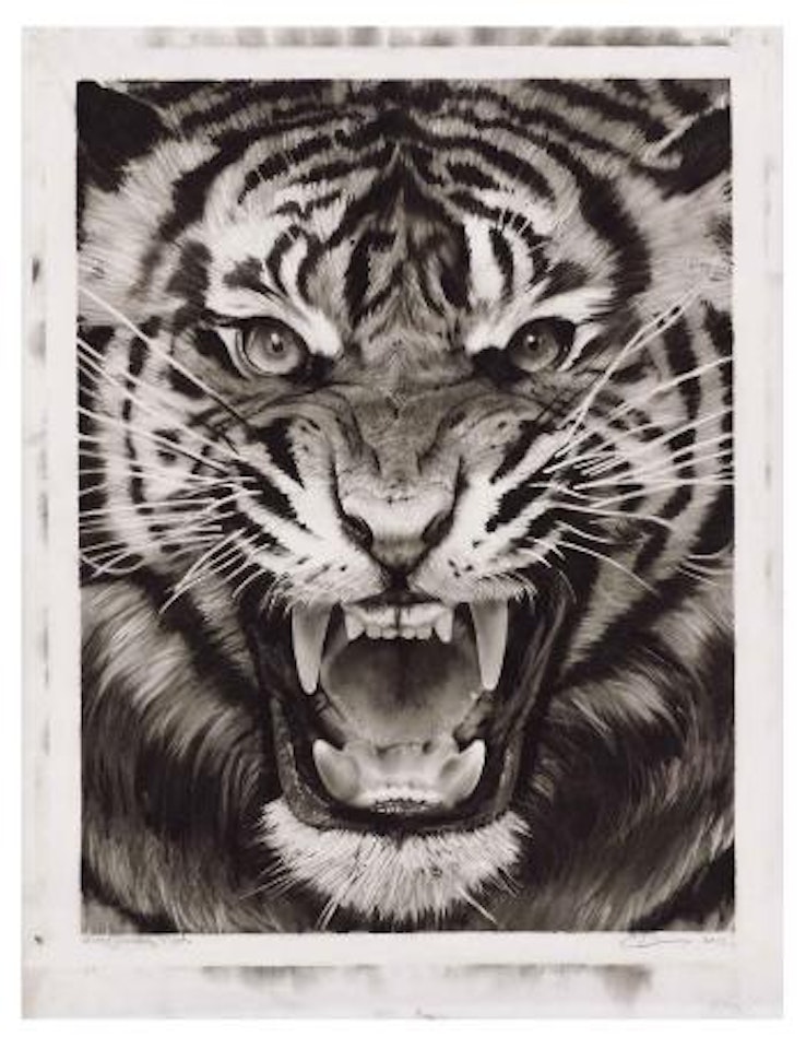 Study for roaring Tiger by Robert Longo