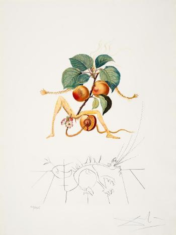 Apricot by Salvador Dali