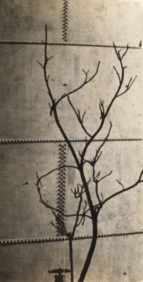 Tree study against a riveted metal tank, Hungary by André Kertész