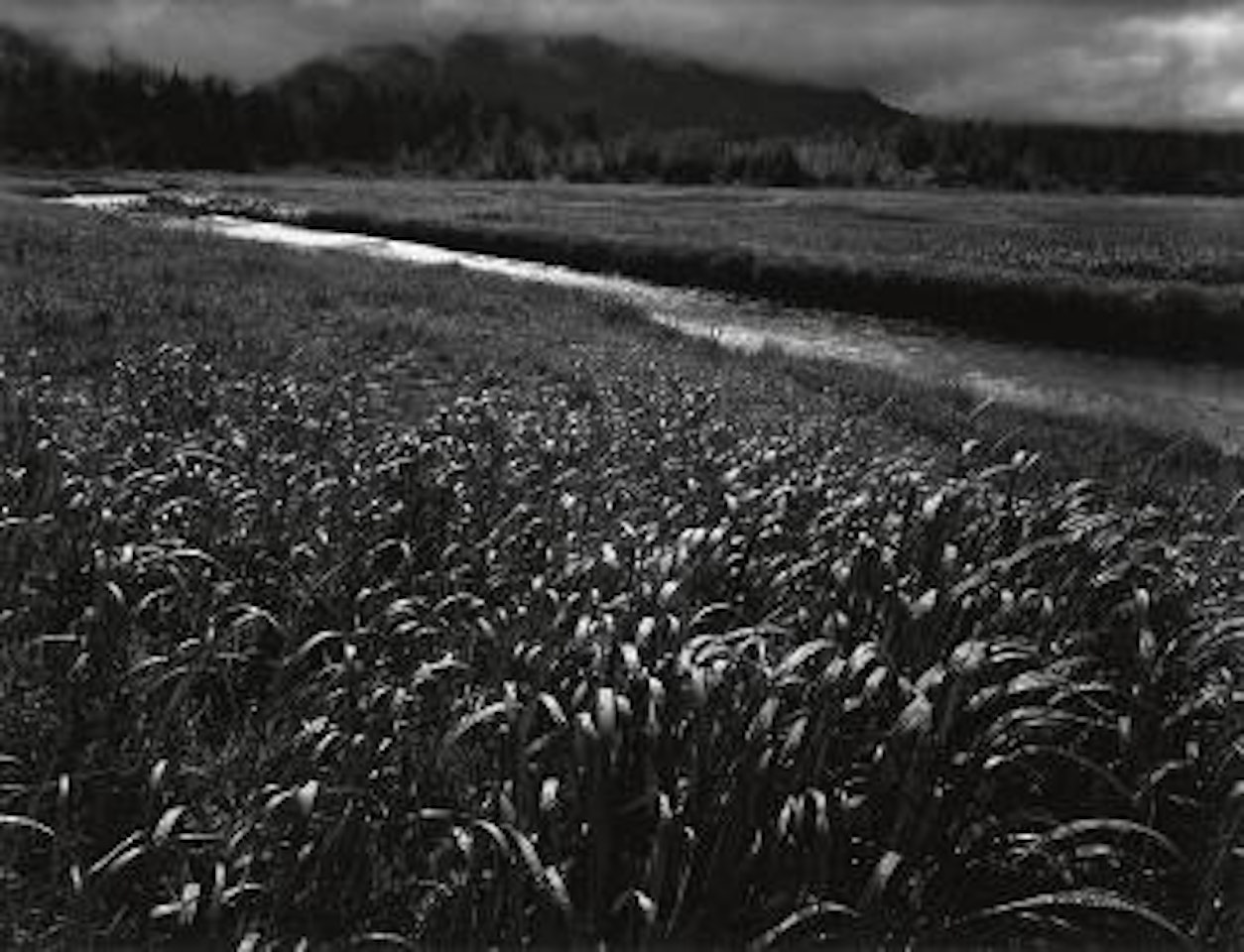 Rain, Beartrack Cove, Glacier Bay National Monument, Alaska by Ansel Adams