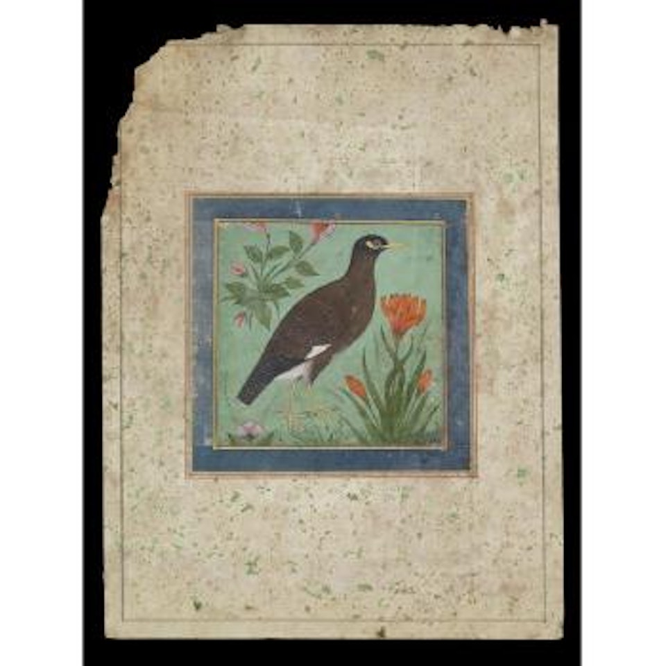 A jungle myna, with yellow beak and black plumage with white under-markings, standing in a landscape amongst flowers by Mughal School