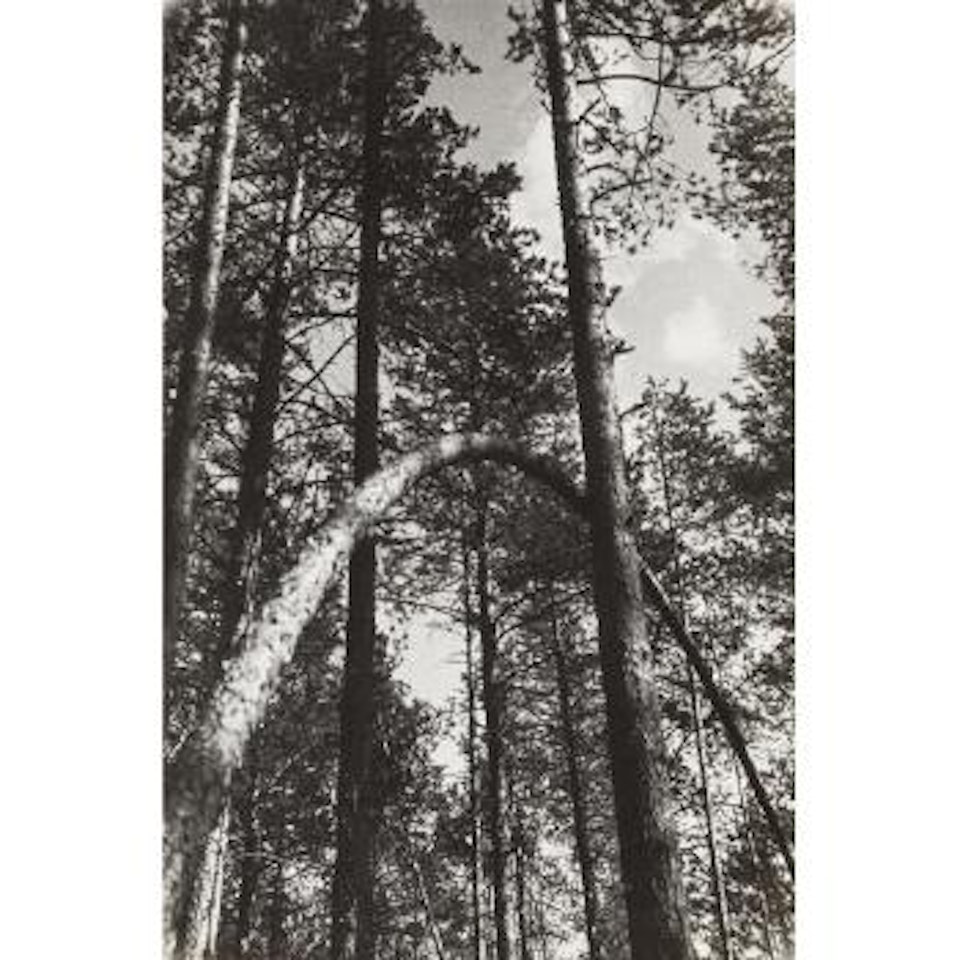 Sosny (Pines) by Alexander Rodchenko