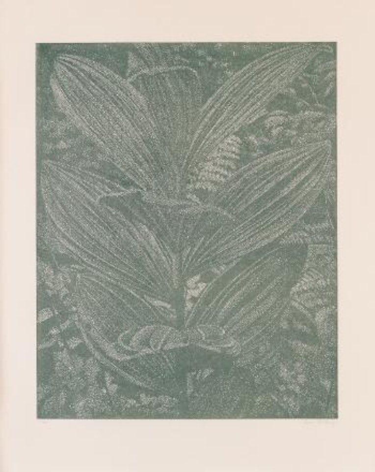 Gelber Enzian by Franz Gertsch