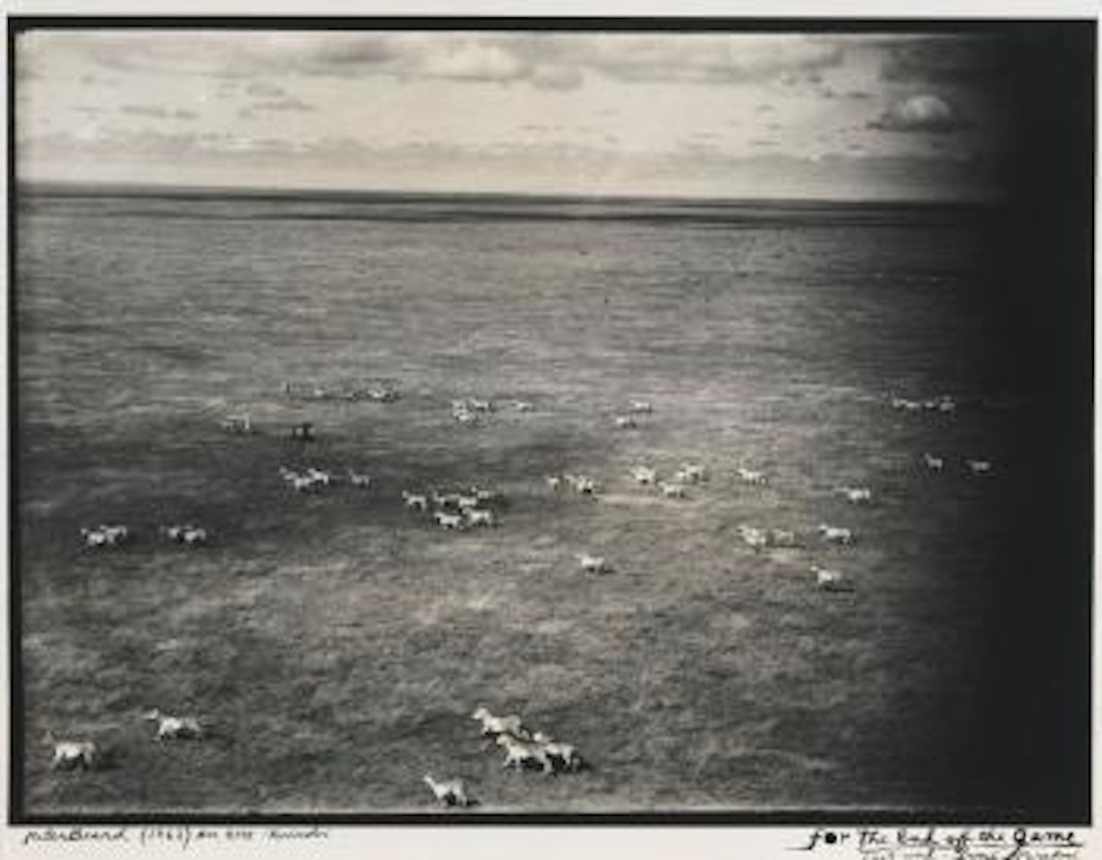 Running Zebras by Peter Beard
