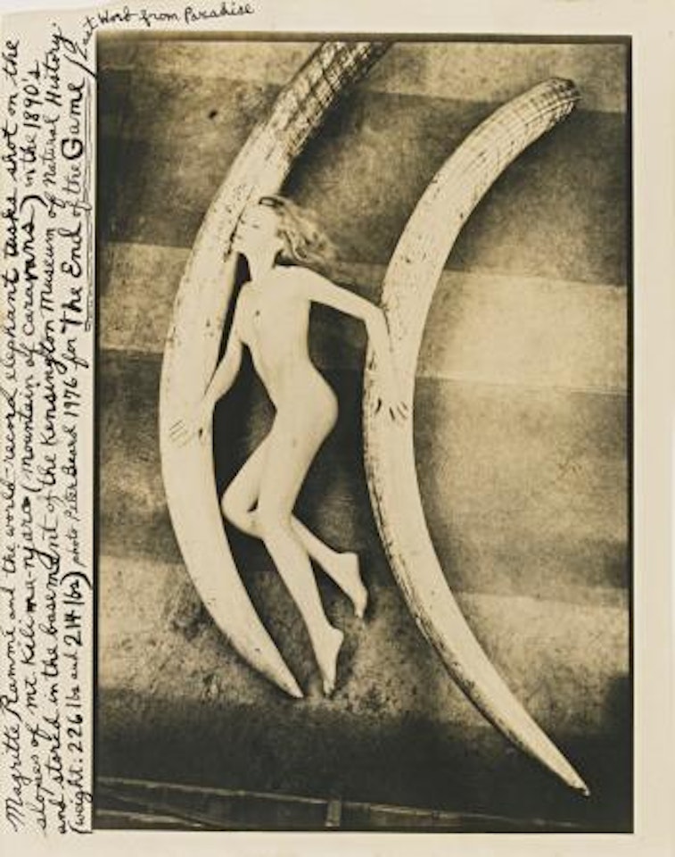 Magritte Rammé with World Record Elephant Tusks by Peter Beard