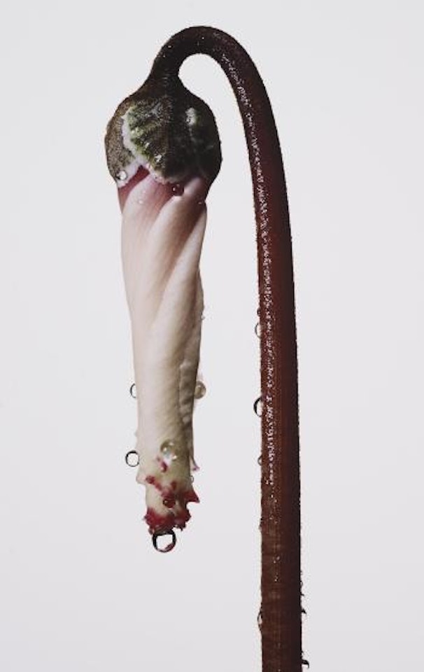 Persian Violet Cyclamen/ Cyclamen persicum (New York) by Irving Penn