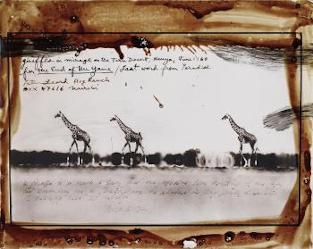 Giraffes in Mirage on the Taru Desert, Kenya, June 1960 by Peter Beard
