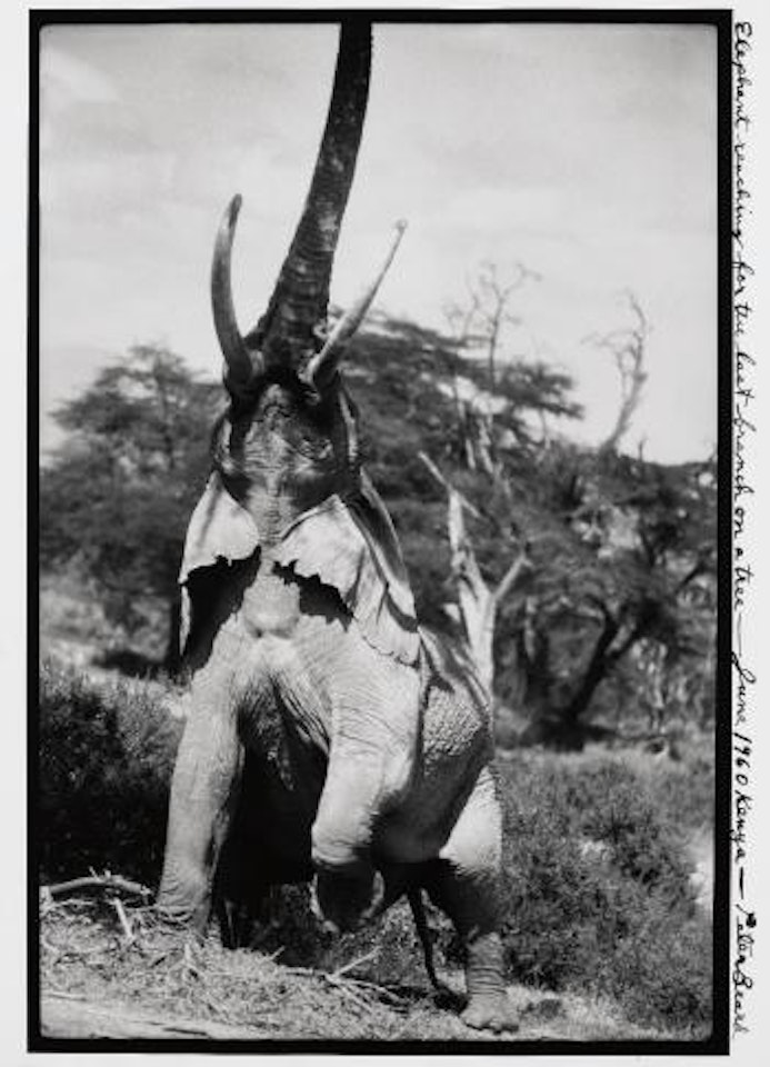 Elephant reaching for the last branch on a tree, Kenya by Peter Beard