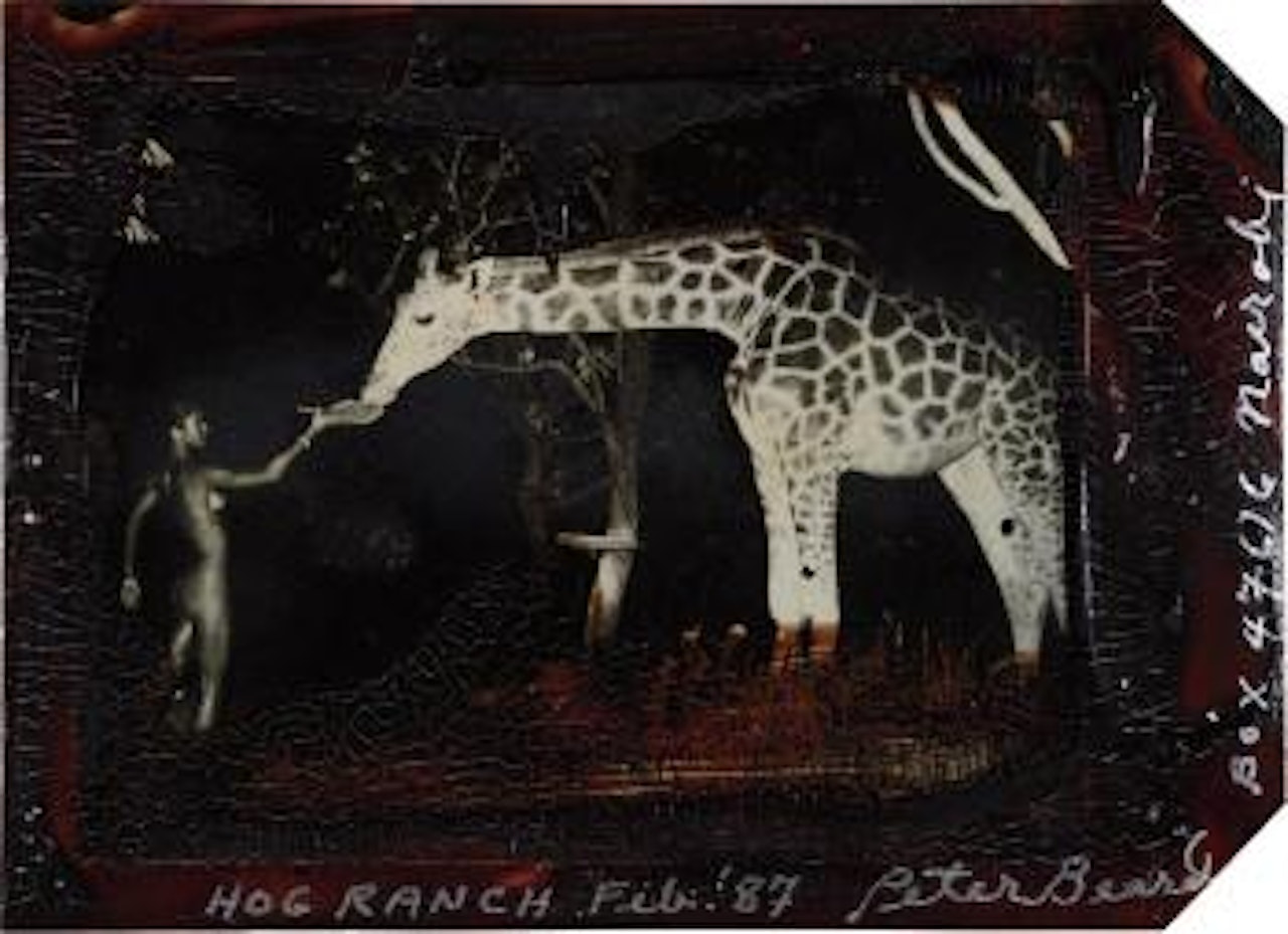 Maureen Gallagher and a Late Night Feeder, Hog Ranch by Peter Beard